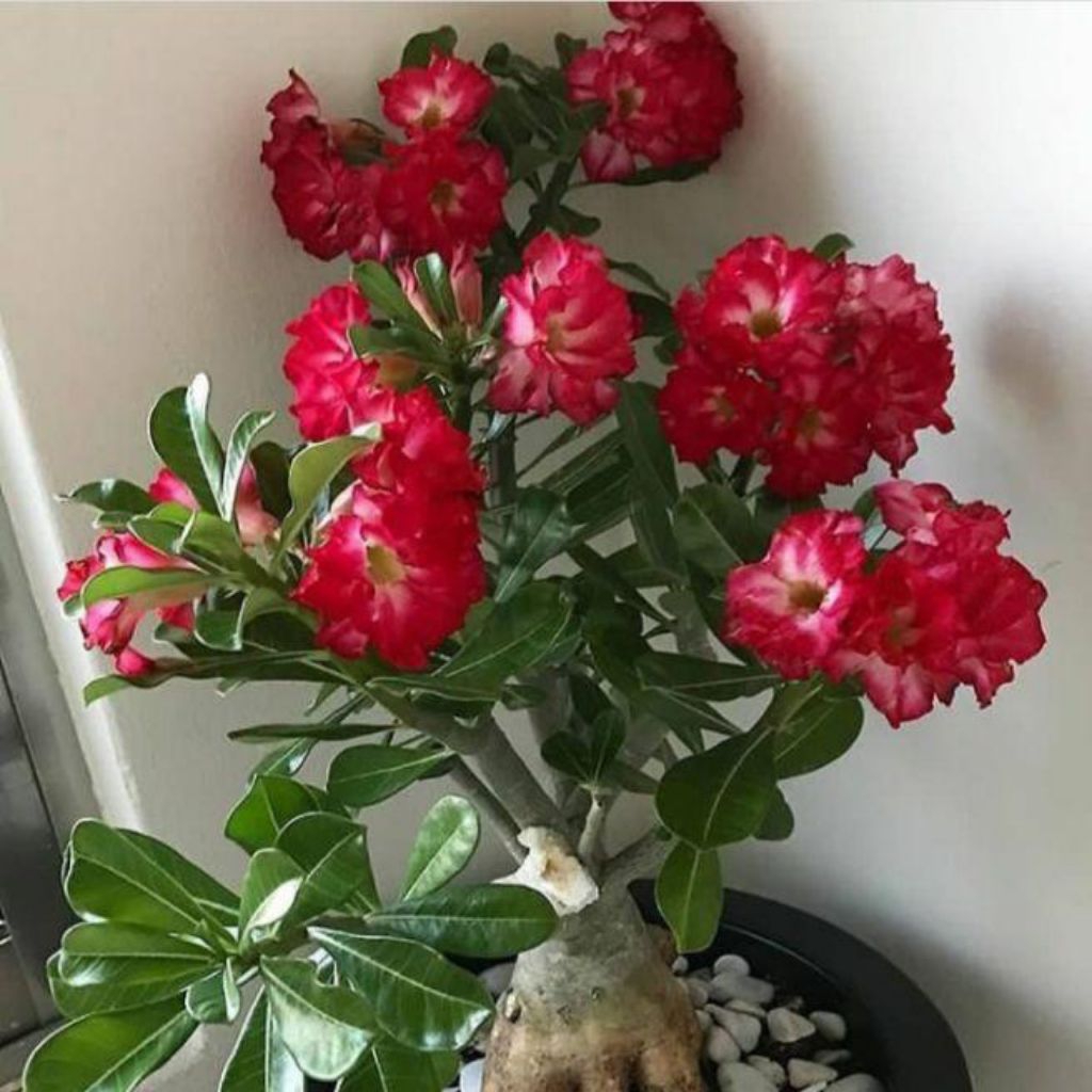 (BISA COD)Pohon Kamboja Jepang Bunga Merah Maroon  Bonggol Besar