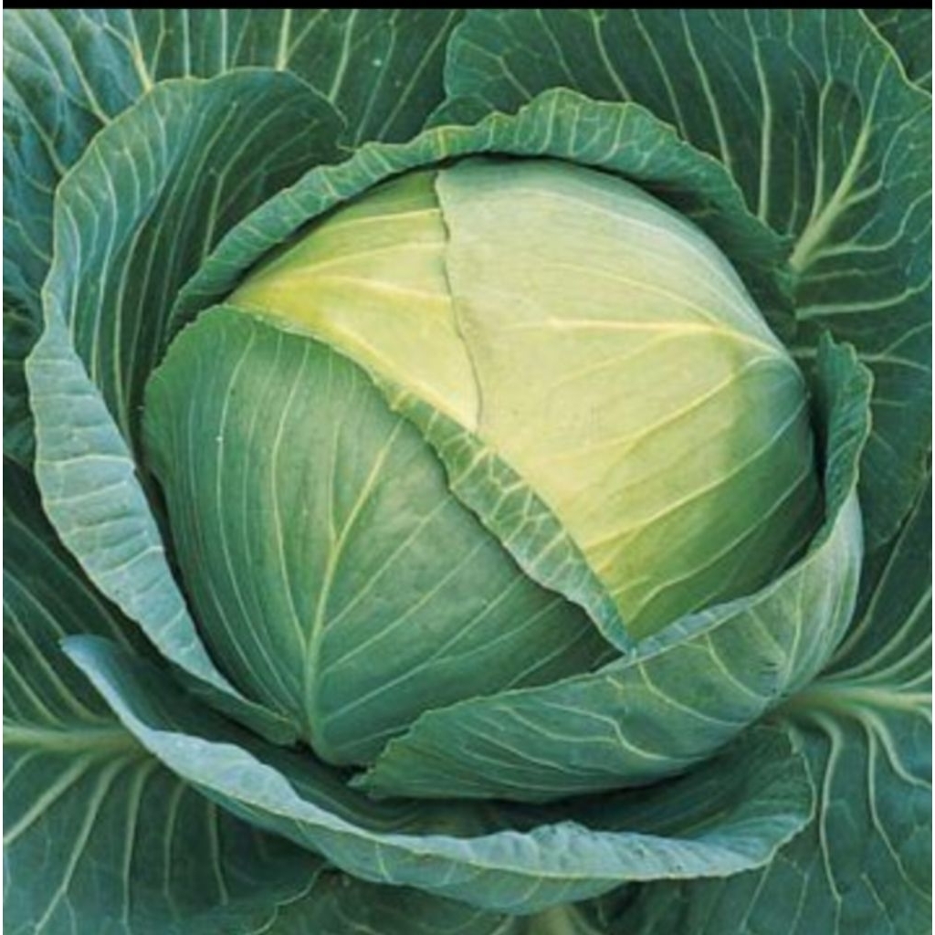 15 Biji Benih Kubis Hijau GUTJI F1