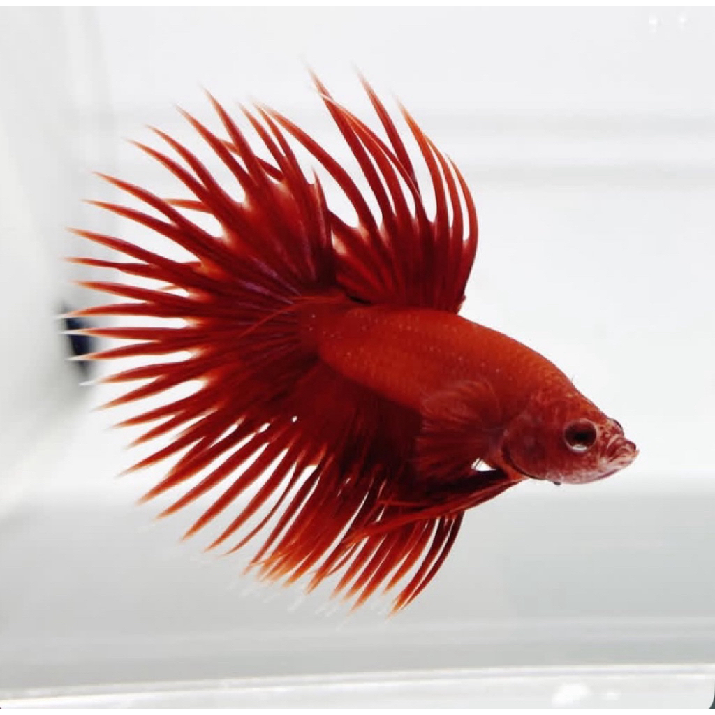 cupang serit merah paling langka dan berkualitas, warna merah bagus, istimewa