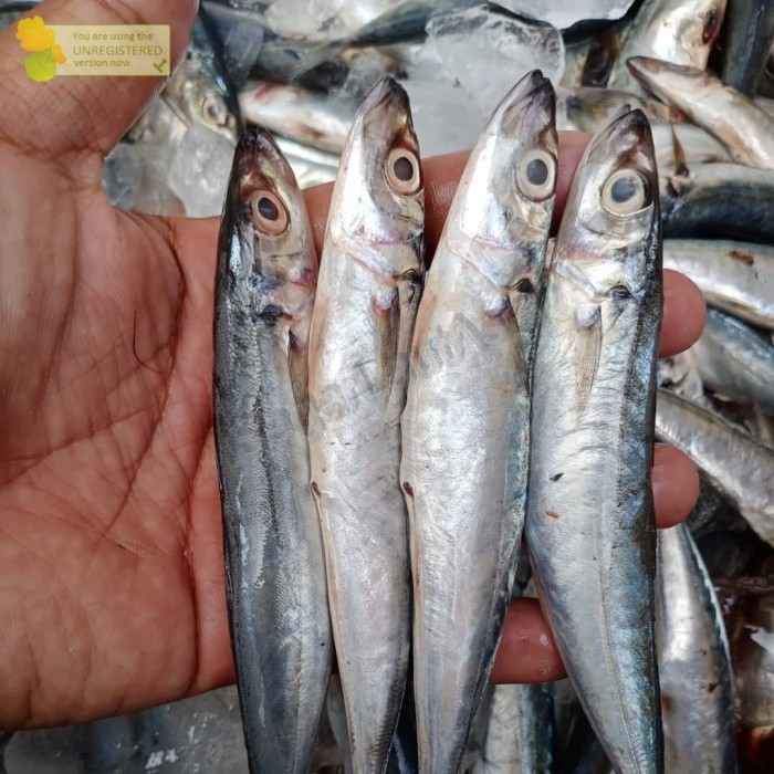 Ikan Layang Baby 1Kg Ikan Salem Layang Segar Baby Ikan Layang Kecil Seafood Ikan Laut Segar