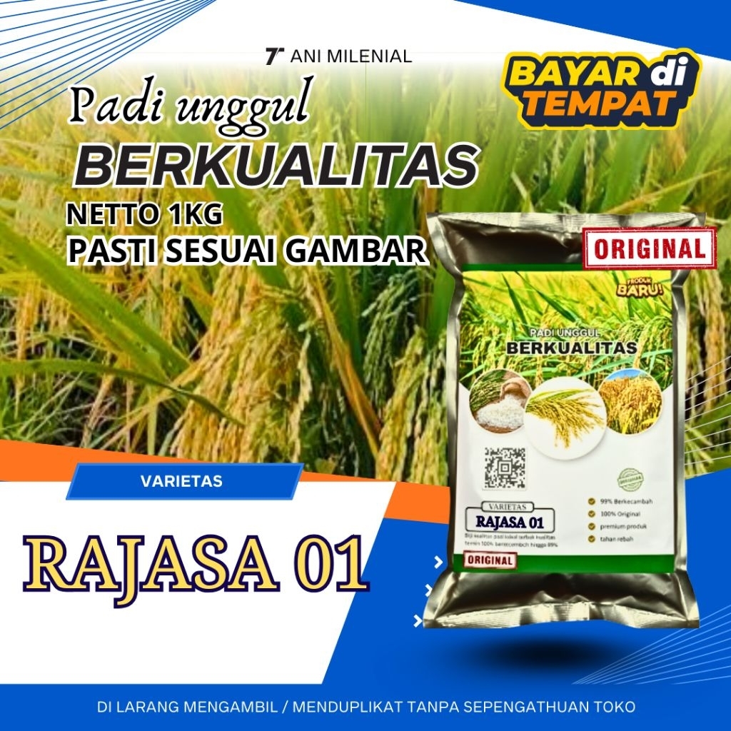 benih padi unggul Rajasa 01 original ber kualitas