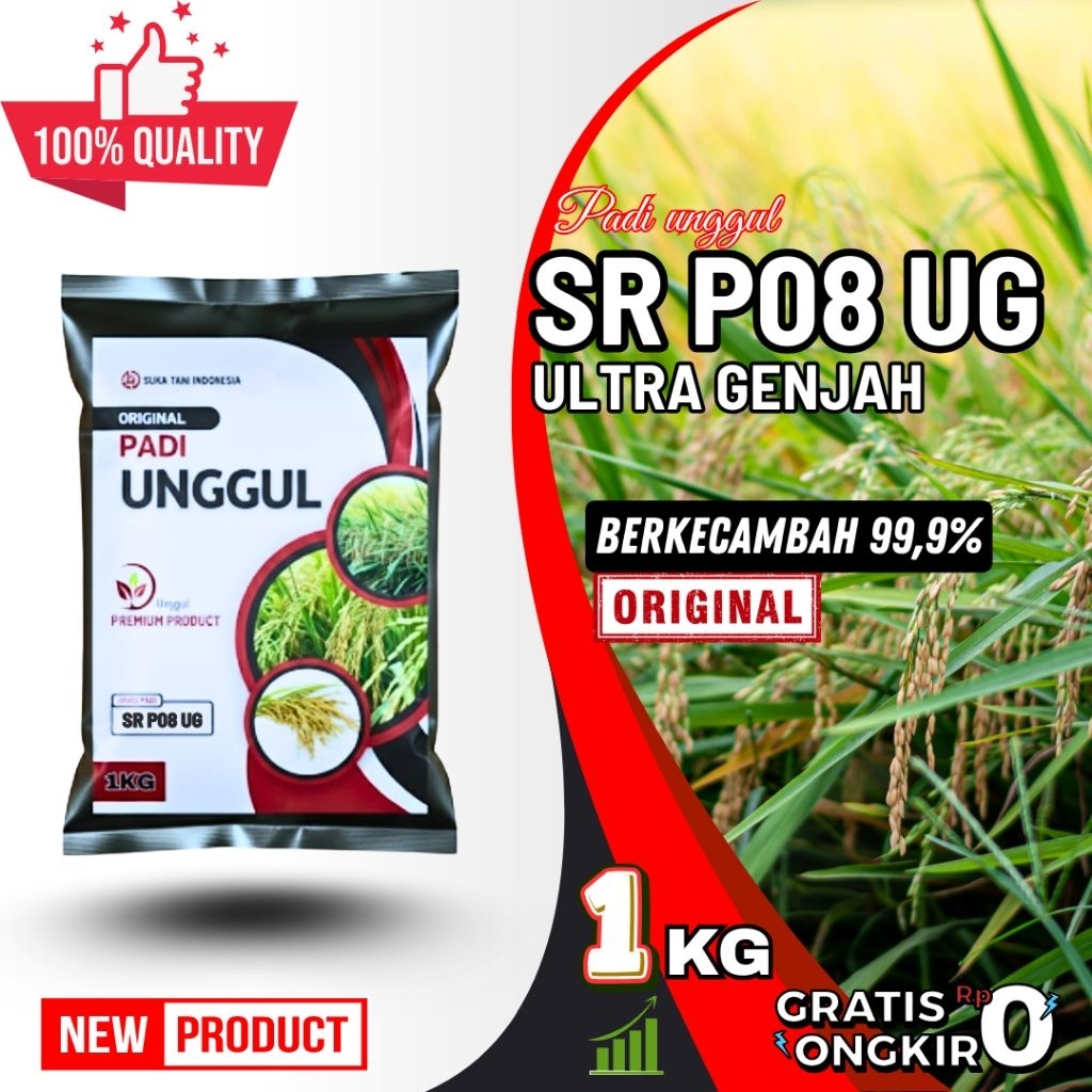 Benih bibit | benih padi umur 75 hari benih padi sr p08 ug terbaru kemasan1kg- 5kg