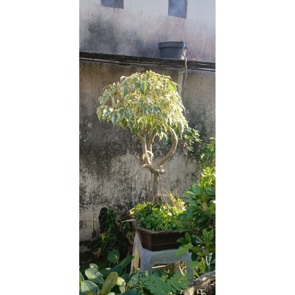 bonsai beringin putih beringin variegata