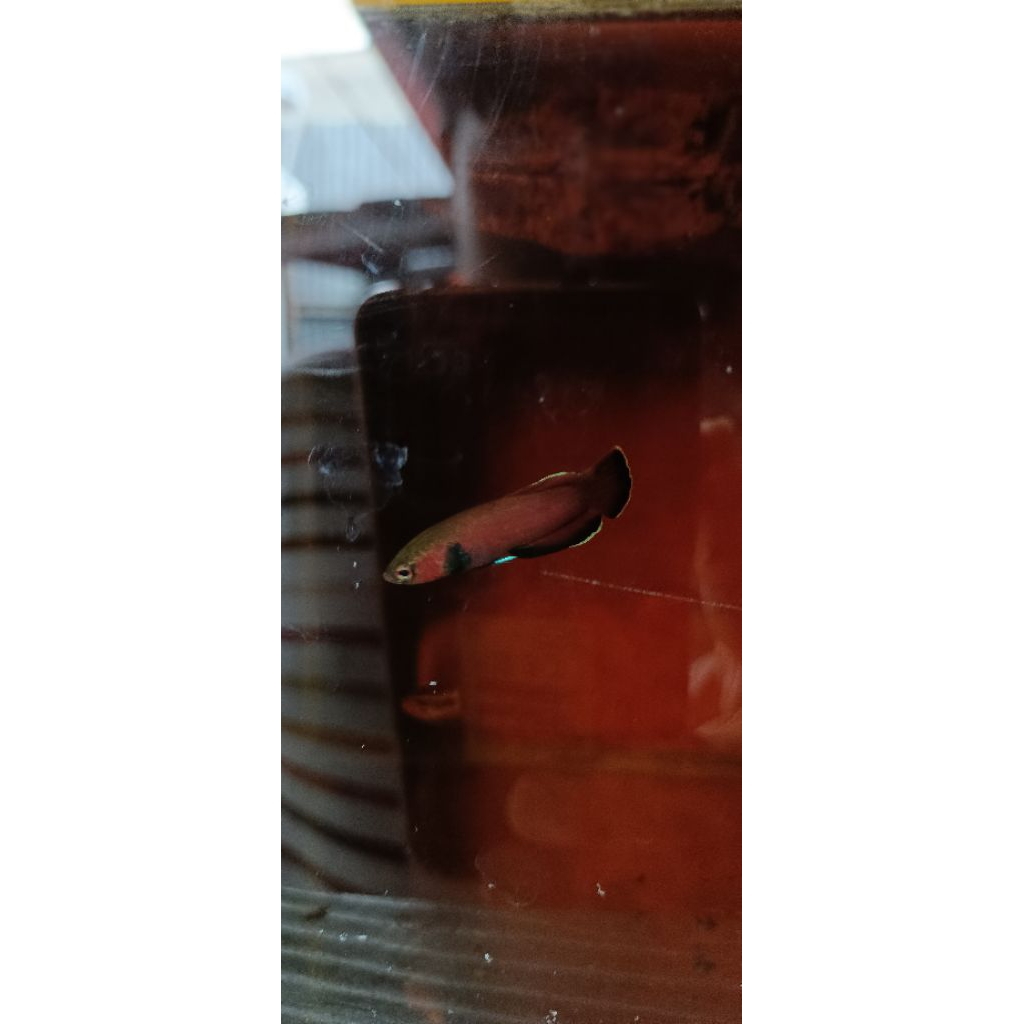 Betta Chanoides / Cupang Alam Chanoides Sepasang