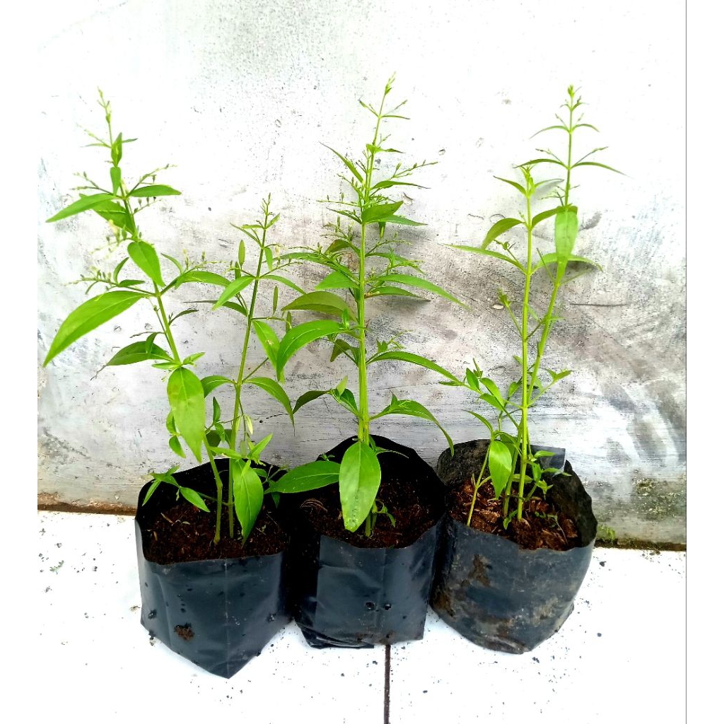 Bibit Sambiloto/tanaman Sambiloto,Herbal Siap tanam