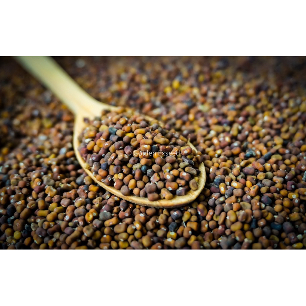 Benih Pueraria Javanica