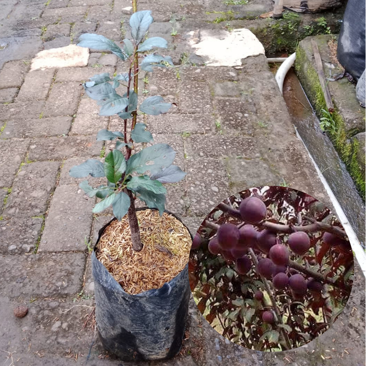 Bibit Buah Plum Ungu |Buah Plum |Bibit buah