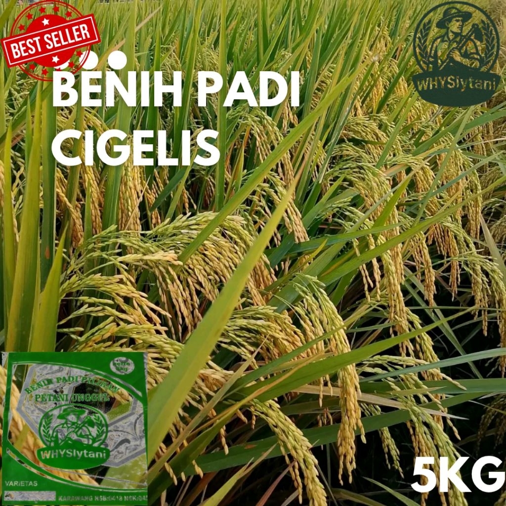 Bibit Padi Cigelis 5kg – Varietas Unggul, Cepat Panen & Produktivitas Tinggi