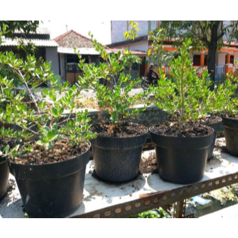 READYY TANAMAN SANTIGI / STIGI BAHAN BONSAI BIBIT DARI BIJI