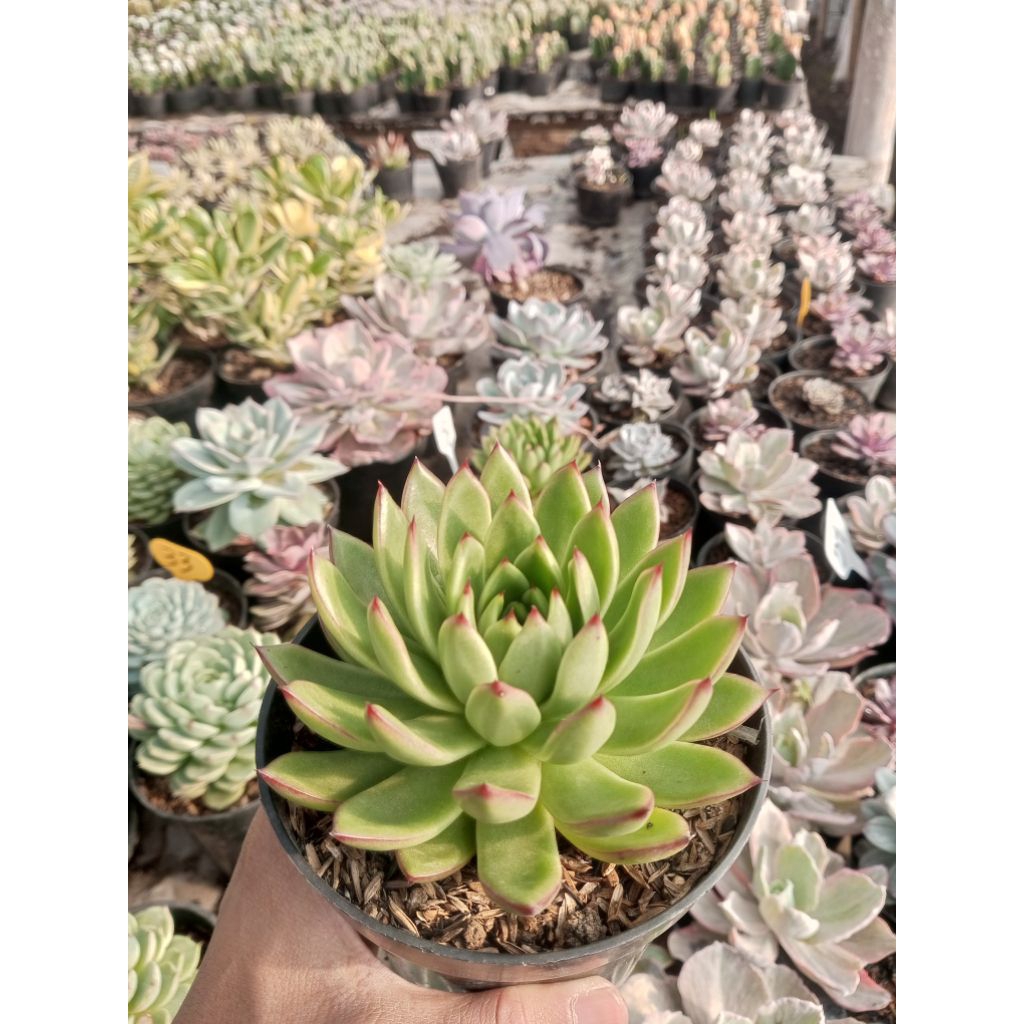 Sukulen Echeveria Agavoides Jumbo