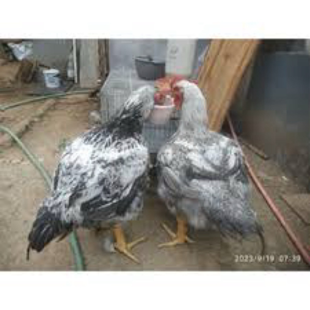 TELUR FERTIL AYAM BANGBROI UNTUK DITETASKAN