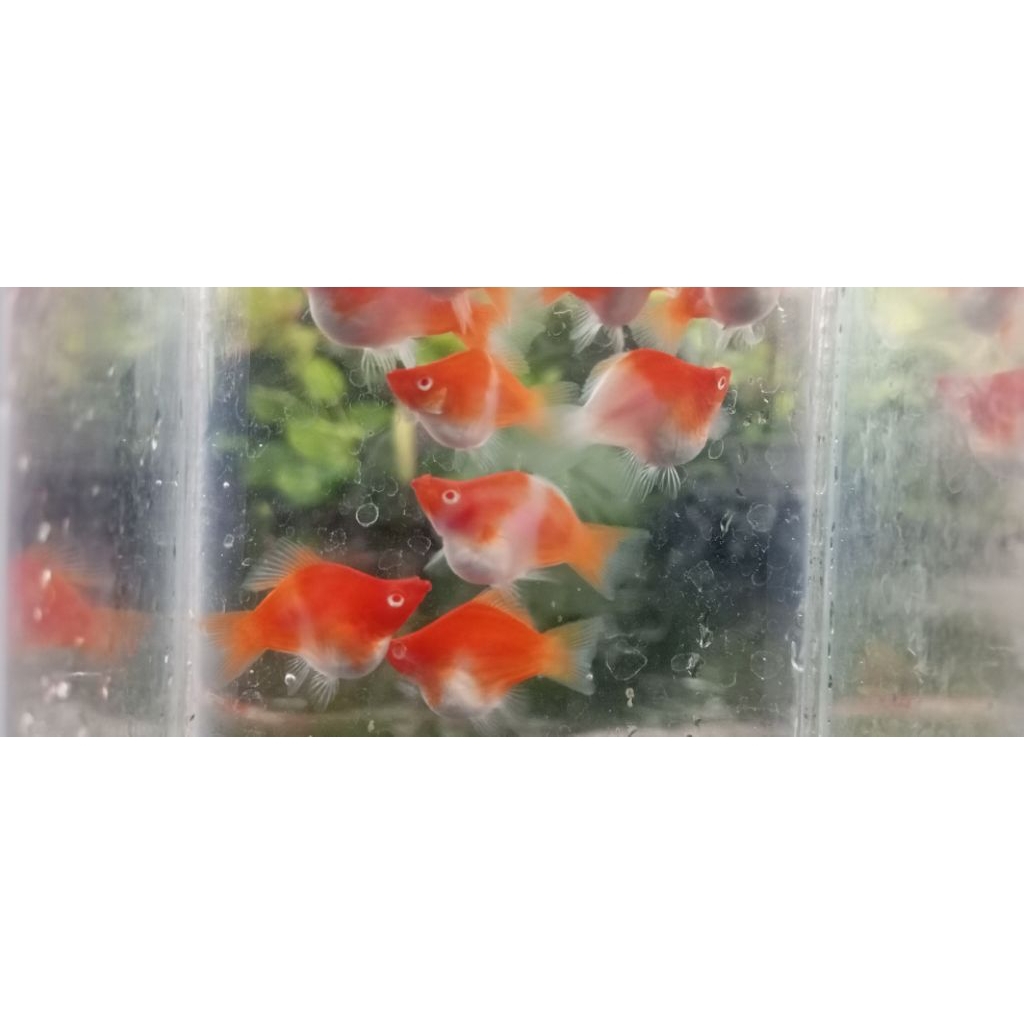 platy kohaku balon swordtail (jenis baru diindonesia)