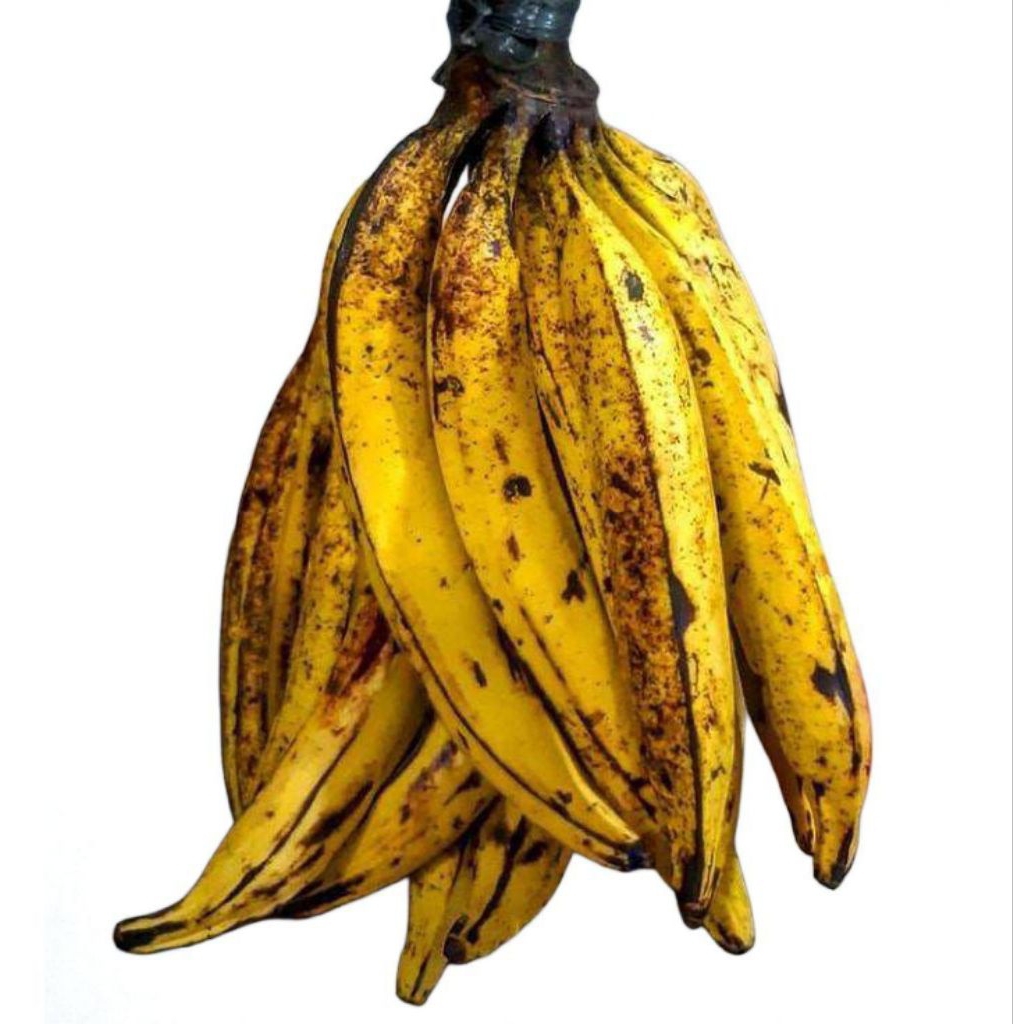 Pisang Tanduk Sukabumi 1 pcs