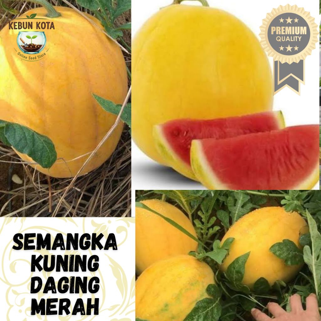 KEBUN KOTA]-Bibit Benih Tumbuhan "SEMANGKA KULIT KUNING DAGING MERAH / GOLDEN RED" {12 BUTIR}
