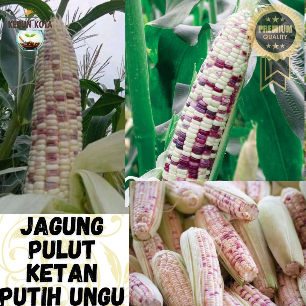 KEBUN KOTA]-Bibit Benih Tumbuhan "JAGUNG KETAN PULUT PUTIH UNGU" {48  BUTIR}