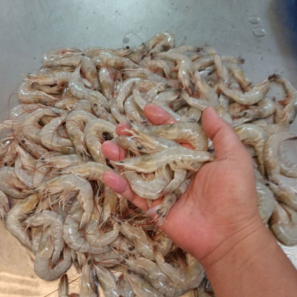 Udang Vaname Size90/100