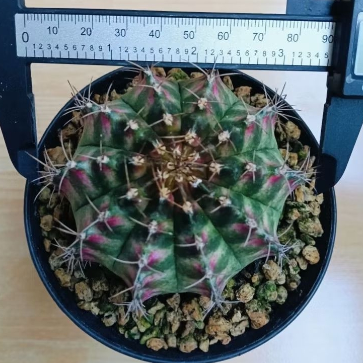 kaktus gymno neon premium jumbo size