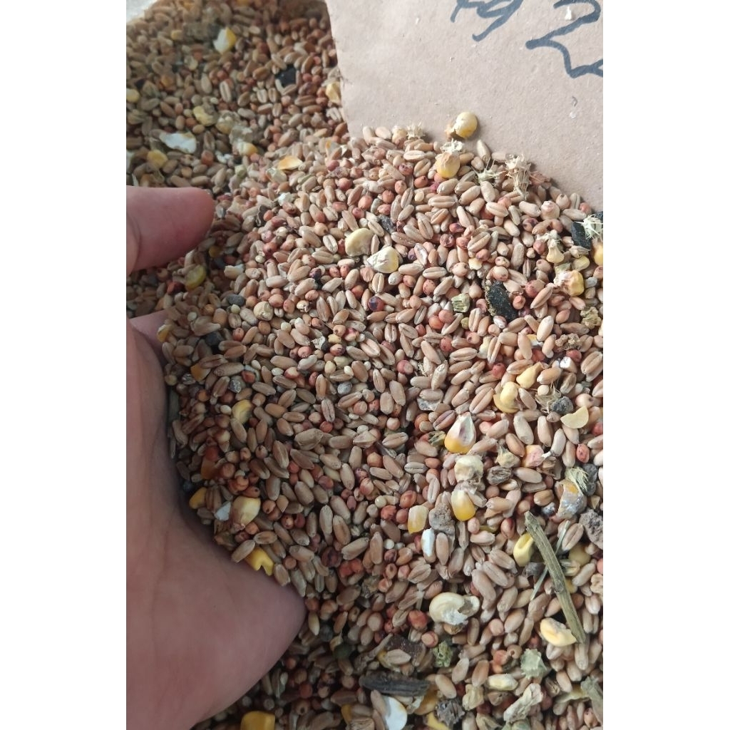 Gandum Sorgum Milet ,jagung pakan campuran ternak