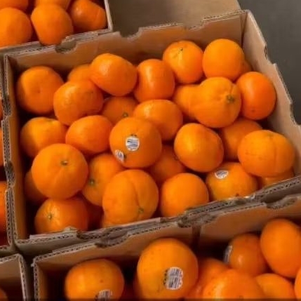 Buah Jeruk Gaypack per 1 dus karton