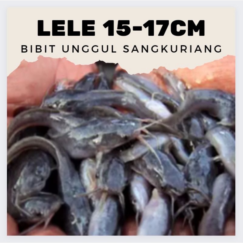 bibit lele ukuran 14-15 cm per ekor