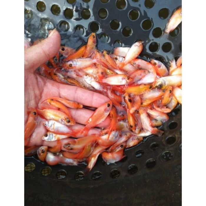 Bibit / benih ikan nila merah 1/2 - 1jari per ekor ( bibit ikan hidup )