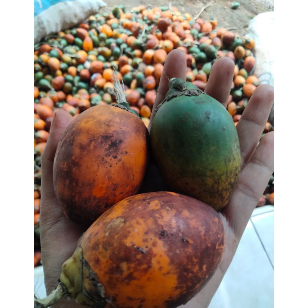 buah pinang tua atau buah jambe tua