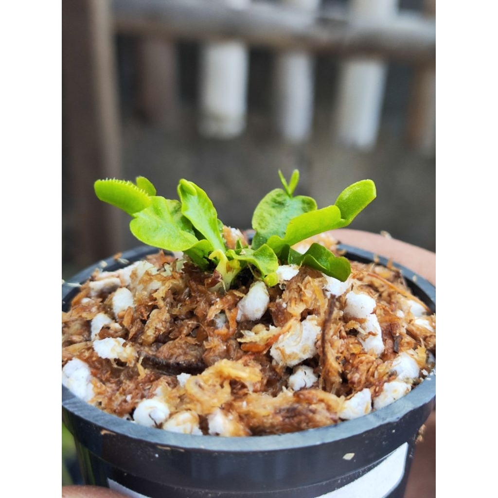 Dionaea Muscipula Microdent/Venus flytrap