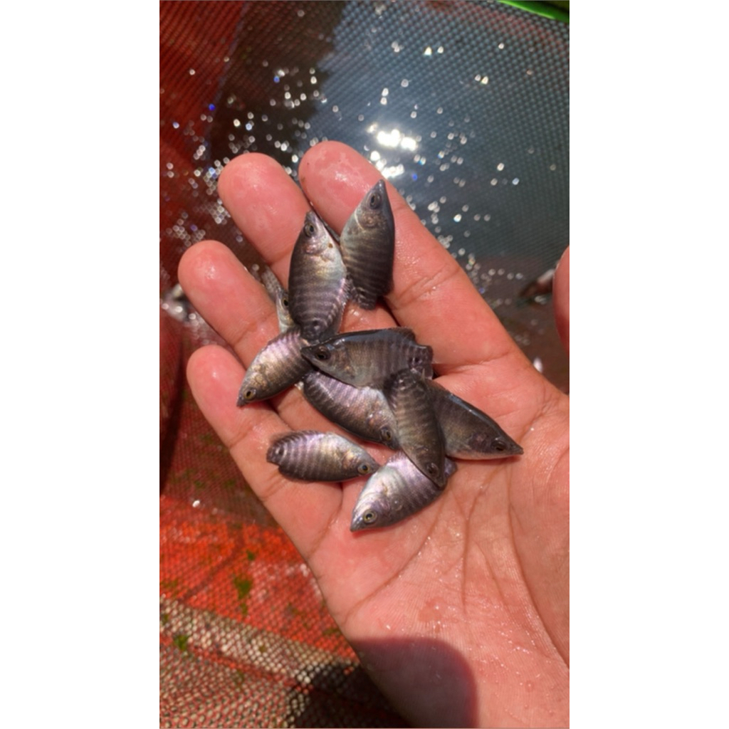 bibit ikan gurame soang ukuran kuku jempol