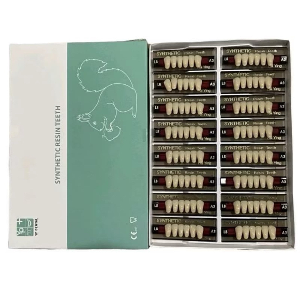 YP GigiSynthetic 1 box belakang posteror anasir artificial Gigi Palsu Dental