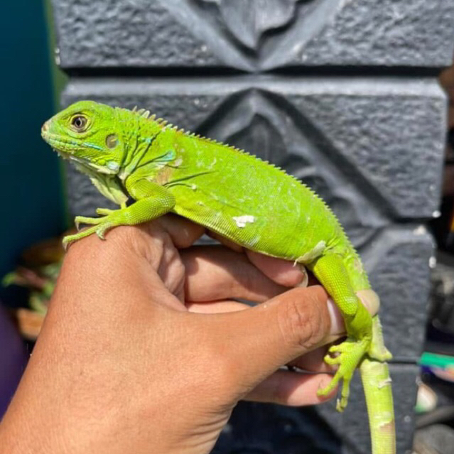 Koleksi green iguana juve josss -+45cm // iguana green remaja