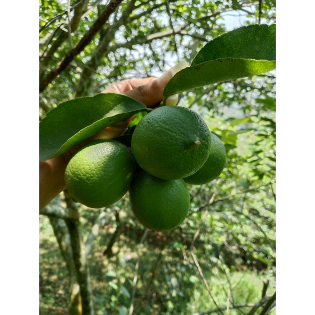 jeruk nipis/lime super fresh 1kg murah (NON BIJI)