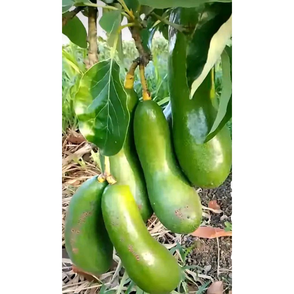 bibit alpukat kelud berbuah