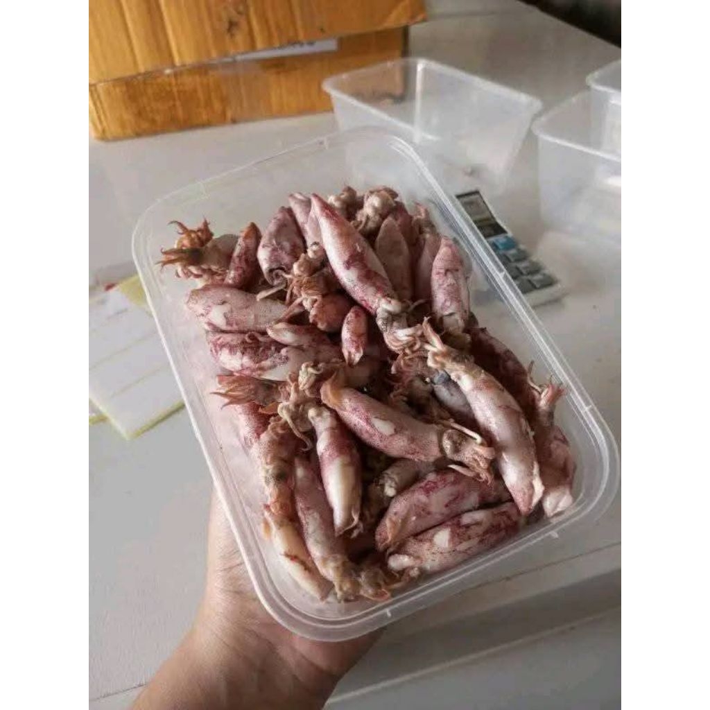 BABY CUMI ASIN TELOR