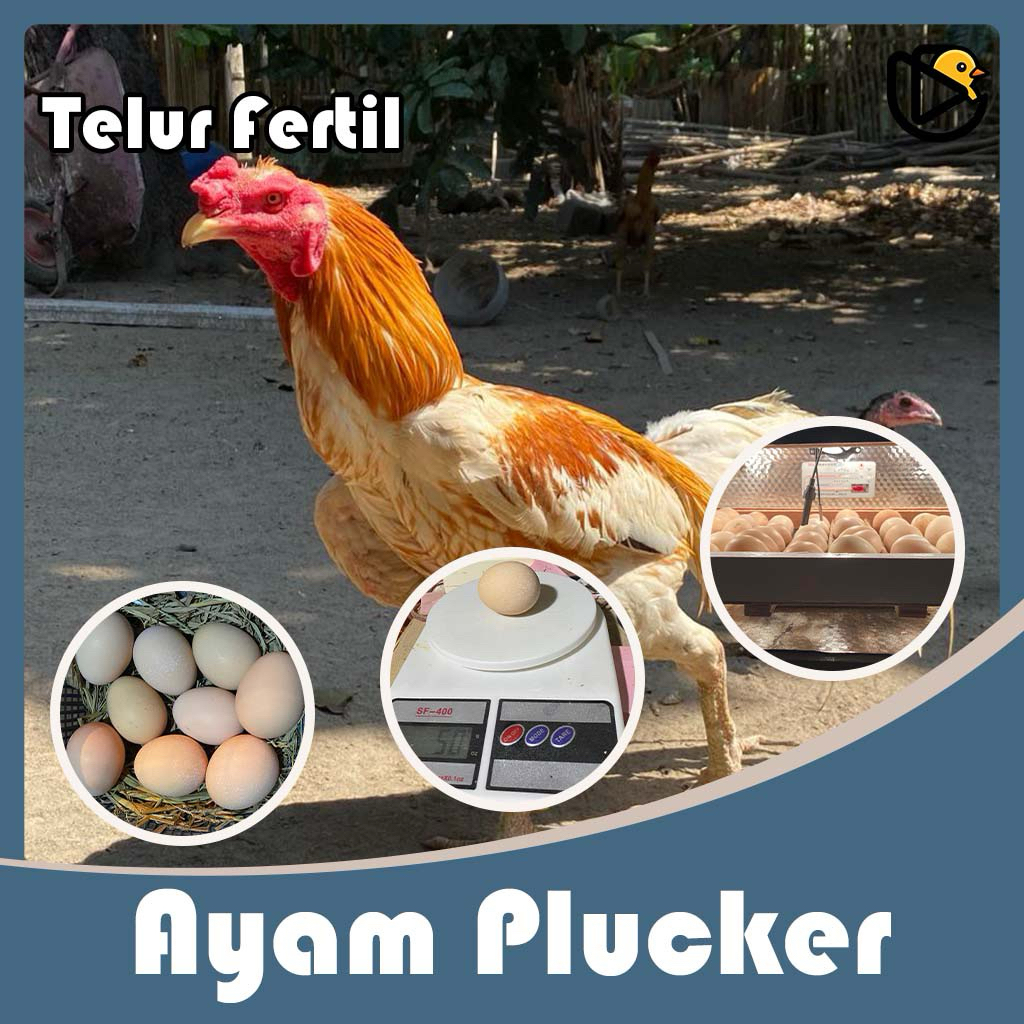Telur Fertil Ayam Plucker Siap Tetas Bibit Unggul