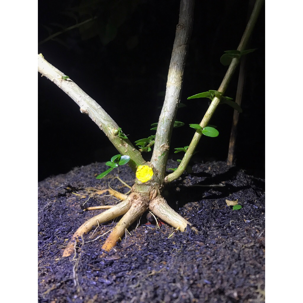 Bonsai sancang program akar