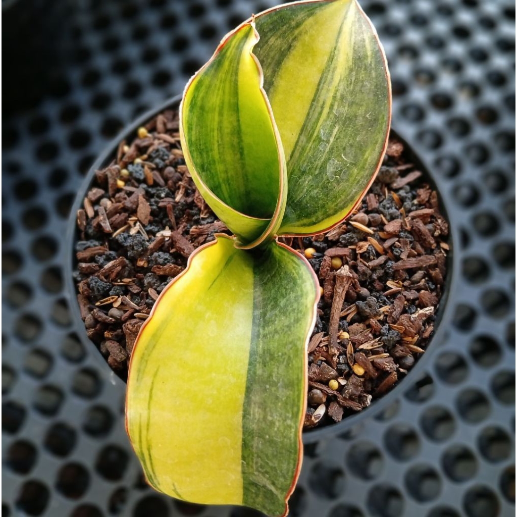 SANSEVIERIA MASON BOWL VARIEGATED YELLOW.