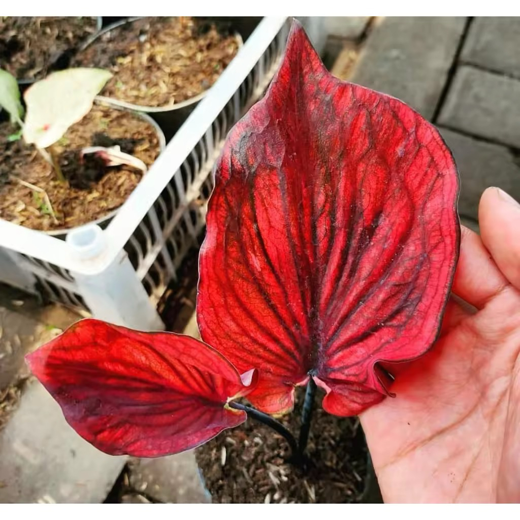 Umbi Caladium Nagoya - keladi hias hybrid import