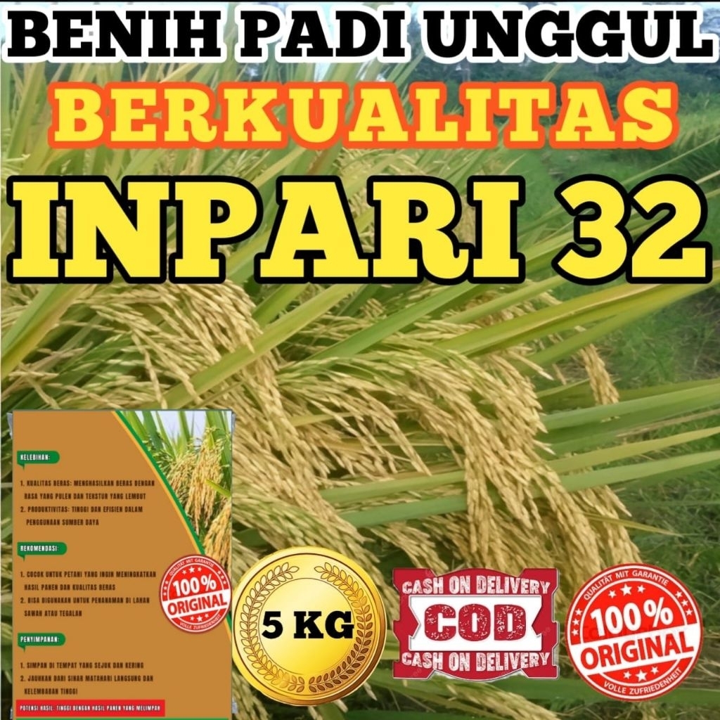 BENIH BIBIT PADI UNGGUL INPARI 32 JUMBO BERKUALITAS SUPER KEMASAN 5KG