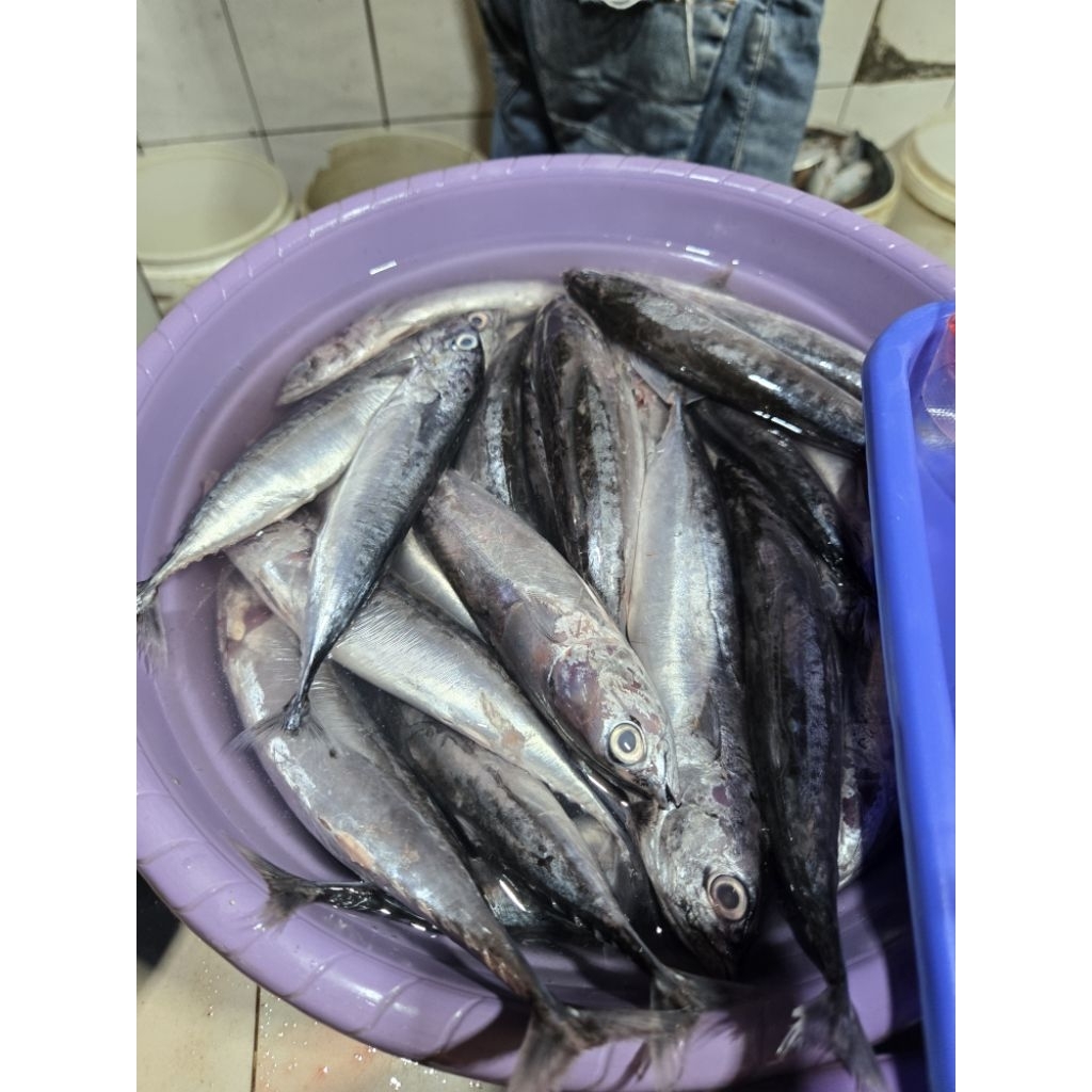 Ikan Tongkol Lisong kecil 1kg