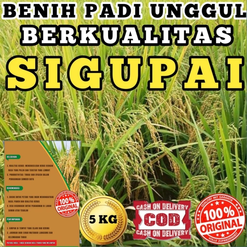 BENIH BIBIT PADI UNGGUL SIGUPAI-U12 BERKUALITAS ORIGINAL KEMASAN 5KG