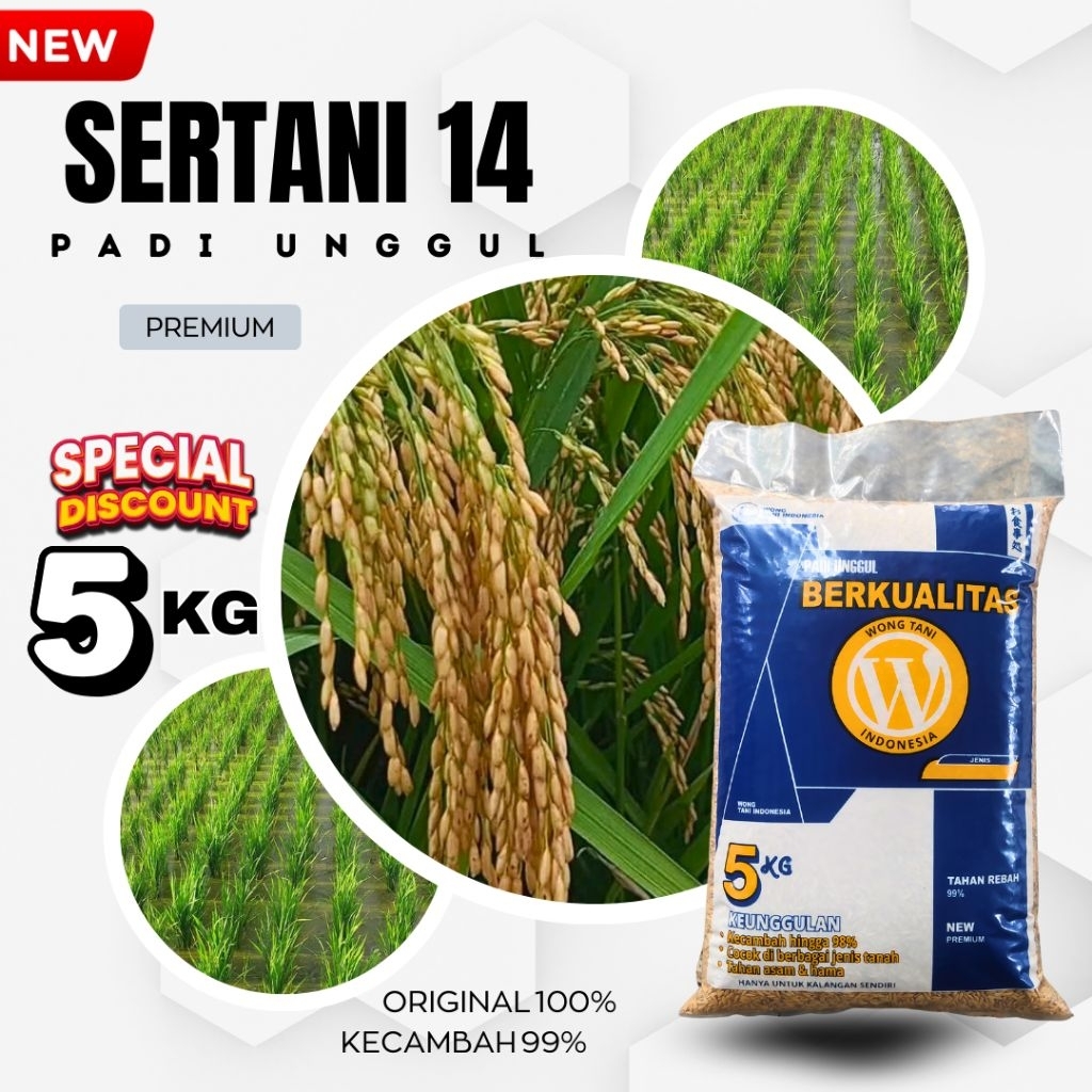 PADI GALUR UNGGUL SERTANI 14 ORIGINAL