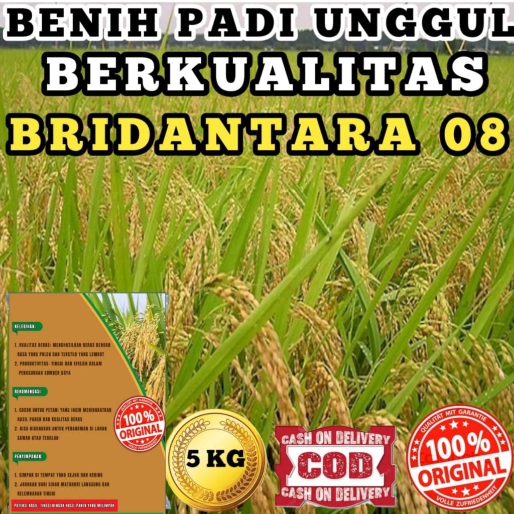 Benih bibit Padi Bridantara 8 benih hibrida 5kg