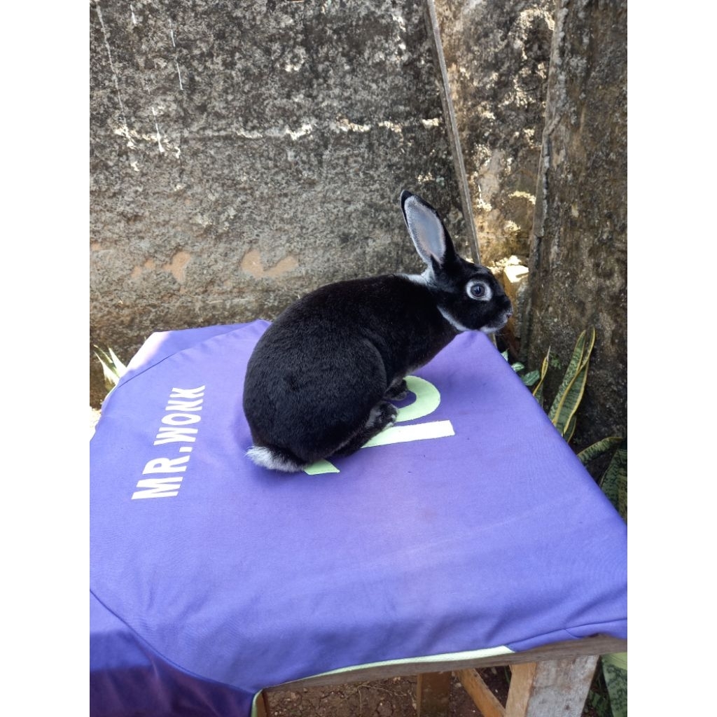 Kelinci hias Rex bulu karpet remaja sepasang (7).