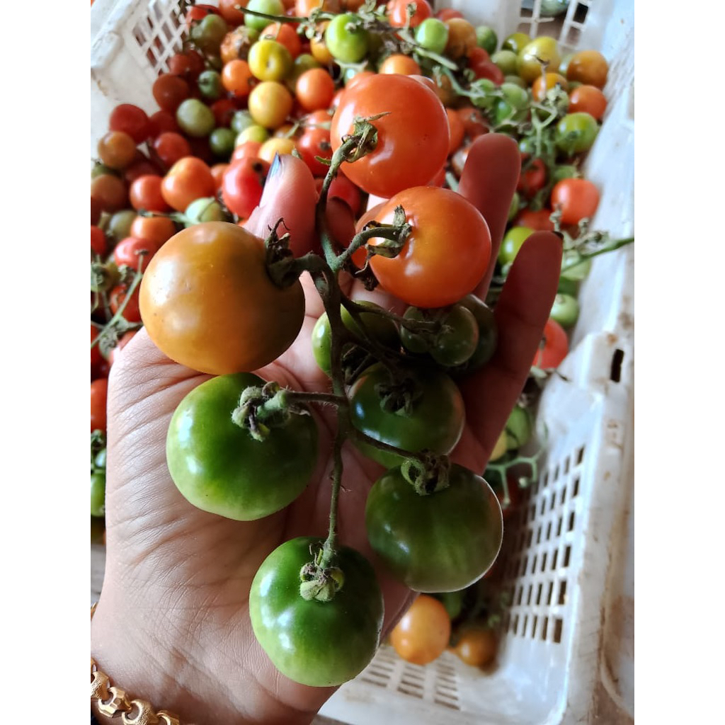 Tomat Rampai Segar