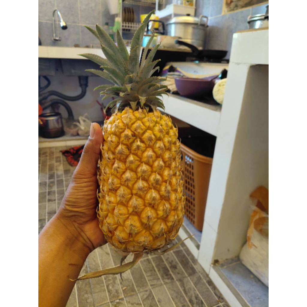 NANAS MADU GUNUNG KELUD