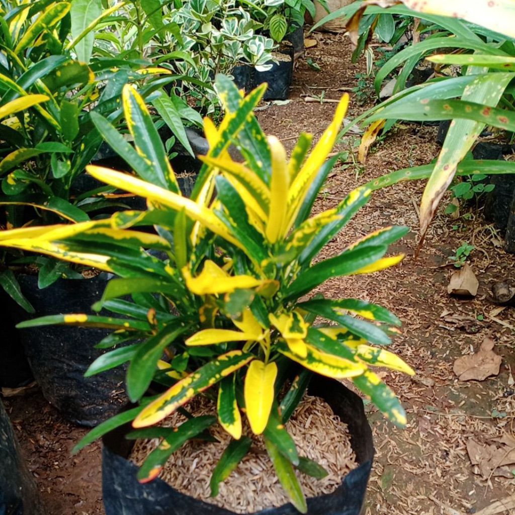 Tanaman puring cabe kuning - pohon hias hidup puring kuning