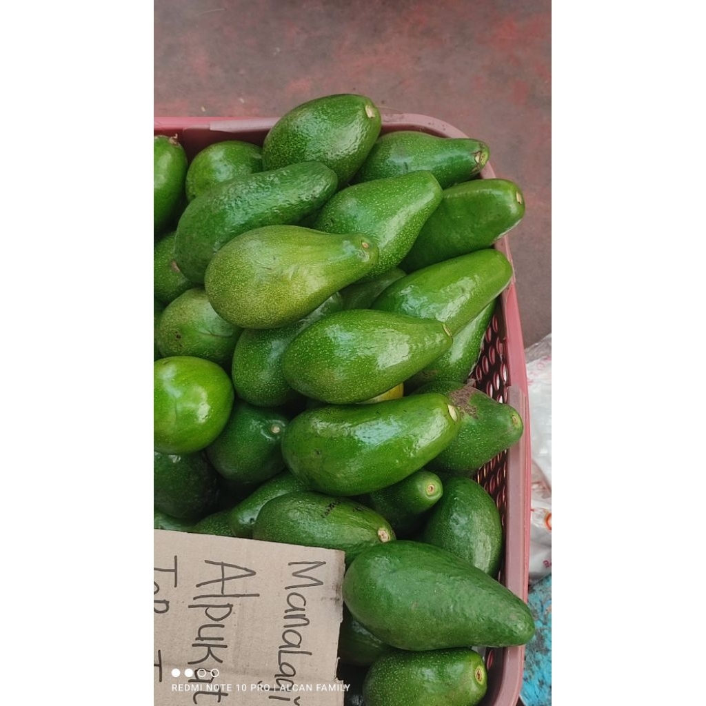 Alpukat Muria Mentega