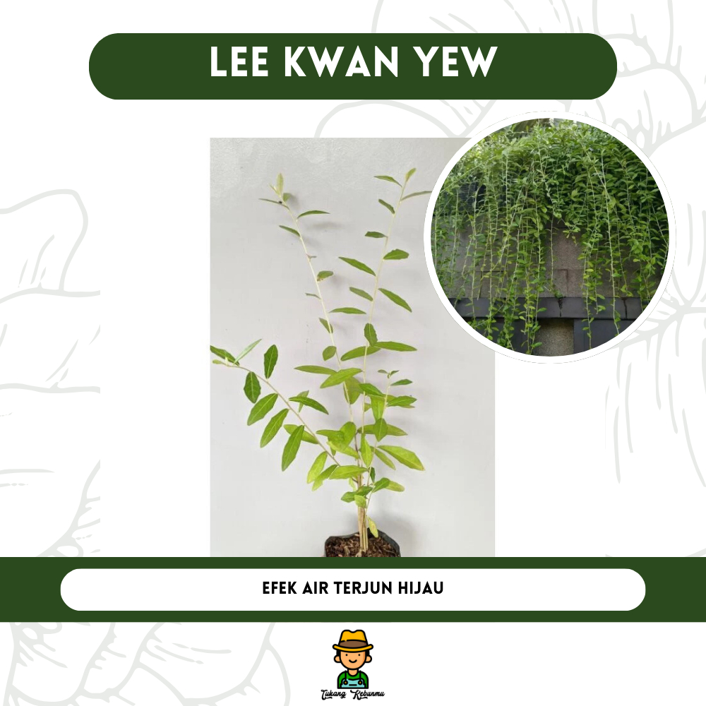 Lee Kwan Yew Tanaman Rambat - Merambat Hijau Subur - Tanaman Gantung - Penghias Dinding Hidup