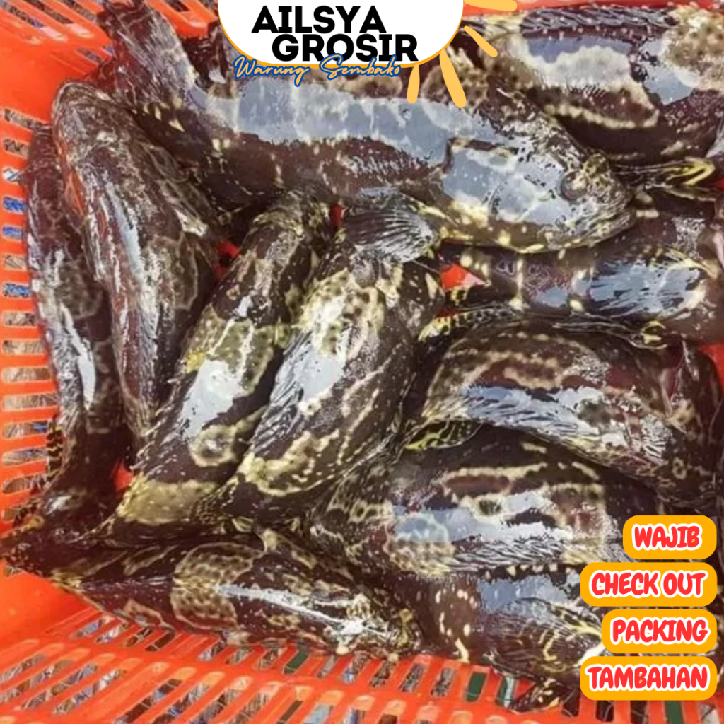 [MARINASI] Ikan Kerapu Macan Cantang Marinasi Segar 1 Kg