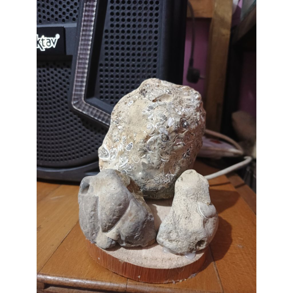 batu unik (FOSIL KERANG PURBA)